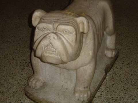 Bruiser our marble bulldog mascot. Now displayed at the new FPK school.